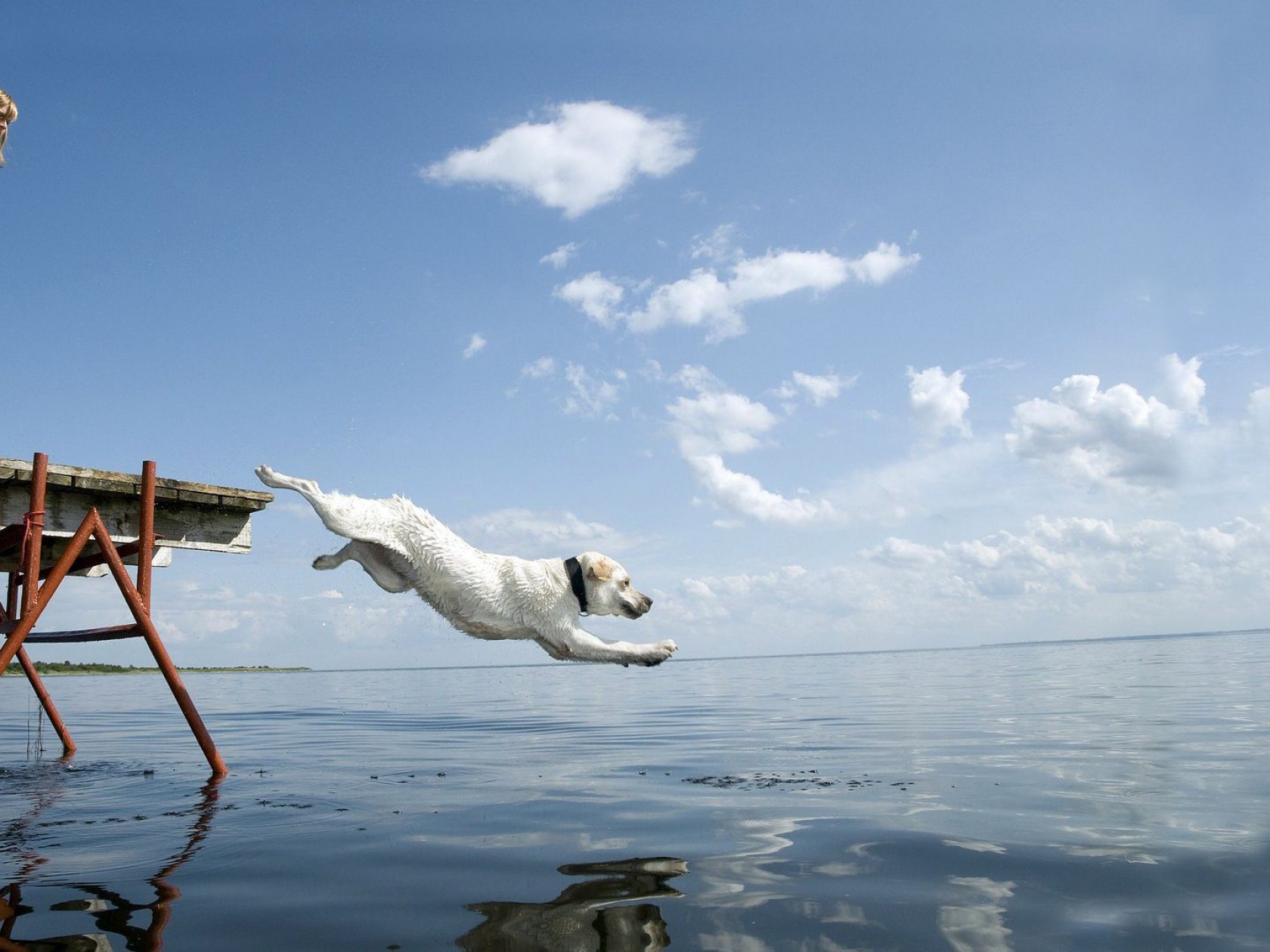 Girl-dog-sea-diving-swimming-1260x1680