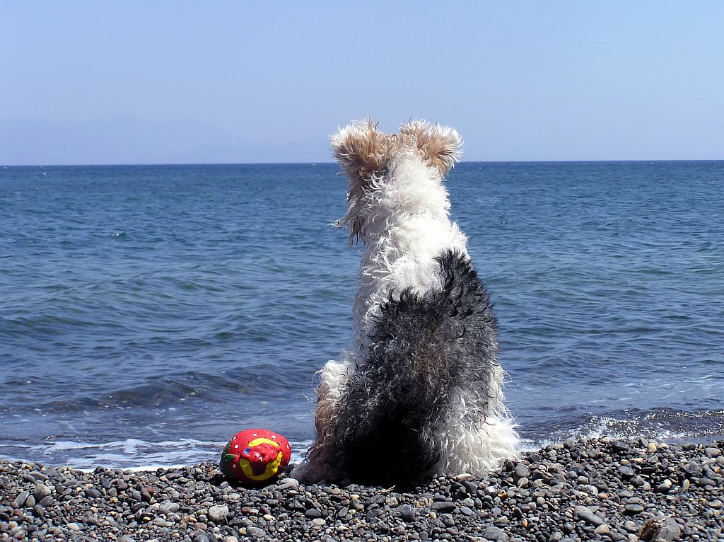 dog_looking_out_to_sea