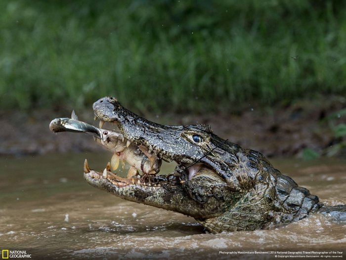 Second Place, Nature, Photo by Massimiliano Bencivenni, in the Brazilian Pantanal