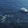 More than 100 humpback whales surrounds boat off coast of Australia